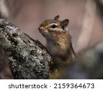 A Chipmunk Peeking Out From...