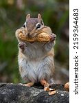 A Chipmunk With A Large Peanut...