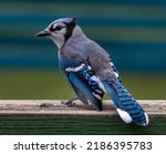 A Blue Jay Fledgling Perched On ...