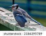 A Blue Jay Fledgling On A Fence
