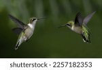 Small photo of A Pair of Juvenile Ruby Throated Hummingbirds