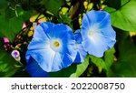 Beautiful Blue Petals Of...