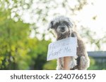 Small photo of Hands holding a sweet dog with paper the words Please Adopt Me on the lawn . Lost and homeless row of dogs for adoption. Love and care for pets. Don´t buy adopt concept.