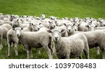 Flock of staring sheep