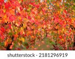 Close Up Vineyard In Autumn...