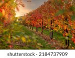 Rows Of Vineyard With Red And...