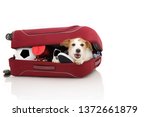 Dog Inside A Red Modern Baggage ...