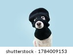 Funny Pet Dog Robber Wearing...