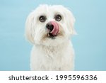 Portrait Maltese Dog Licking...