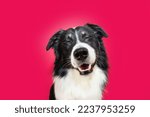 Smiliing border collie dog with ...