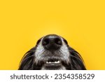 Funny close-up puppy dog nose and mouth. Isolated on yellow background