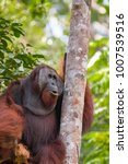  Central Bornean Orangutan  ...