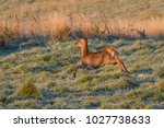 Red deer, Cervus elaphus, single female on grass, Slovakia