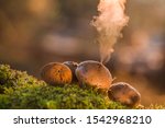 Puffball Fungus  Lycoperdon...