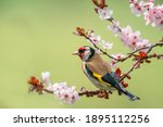 Goldfinch, Carduelis carduelis, single bird on blossom