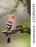 Small photo of Eloquent eurasian hoopoe, upupa epops, sitting on a branch with white larva in beak on green background. Wild bird with open crest from feathers perched from side view in summer nature.