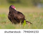 Closeup Of A Turkey Vulture ...