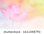 pink lotus background image... | Shutterstock . vector #1611348793