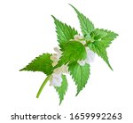Nettle isolated on a white background. Save work path. Juicy nettle blooms beautifully. Lamium album, commonly called white nettle or white dead-nettle, deadnettle isolated.