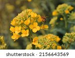 Closeup shot of honeybee pollinating blooming rapeseed crop flower in cultivated field, selective focus