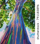 Rainbow Eucalyptus Tree From O...