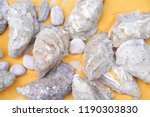 Shell And Stone Background
