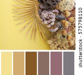 Dry Flowers  Color Palette