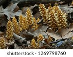 Small photo of Squawroot (Conopholis americana) is a perennial, non-photosynthesizing parasitic plant found in forests in the eastern half of Canada and the U.S. White projections are the flowers.