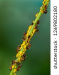 Small photo of Tiny (<1mm) ants (species undetermined) herding oleander aphids (Aphis nerii) on stem of coreposis flower. Aphids suck sap from the plant and excrete "honeydew," which the ants use as food.
