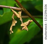 Small photo of Leaf-mimic mantid (species undetermined) waiting for prey in understory bush in rainforest of Panama. Insect is about one-inch (2.5 cm) long from head to end of back leg.