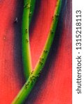 Small photo of Tiny (1 mm) ants and fly (species undetermined) on flower of heliconia (Heliconia sp.) in Ecuador rainforest.