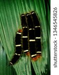 Small photo of Larvae of gregarious moth (species undetermined) on leaf in Belize rainforest. Bold black and white pattern is warning signal to predators of stinging hairs.