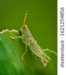 Small photo of Beautiful rainbow-hued grasshopper (species undetermined) eating leaf of heliconia plant in upland rainforest near Archidona, Ecuador. Insect is about one centimeter long.