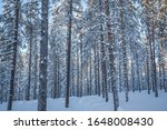 Finland   Lapland   Winter