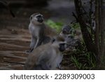 Small photo of shameless gang of monkeys in hotel in kenya monbasa. Old world monkeys, dry-nosed monkeys of the genus Chlorocebus, vervet monkeys, with babies riot in the hotel on a rainy day.
