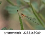 Small photo of Gold fronted river damsel on a twig