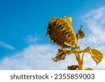 Small photo of A shrunken sunflower against the blue sky with a ribbon in the national colors of Ukraine. Memorial day concept
