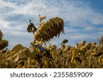 Small photo of A shrunken sunflower against the blue sky with a ribbon in the national colors of Ukraine. Memorial day concept