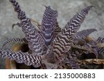 Bromeliad  Cryptanthus Zonatus '...