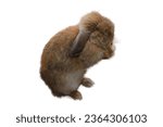 Small photo of Cute Holland Lop rabbit, droopy ears, chubby brown, stands to clean himself. It was tamed Holland Lop rabbit. It's fat, young, fluffy and playful. White background, clipping path, isolated. Thailand.