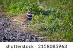 This Killdeer is running on the side of a trail, not very far from its nest. Iroquois National Wildlife Refuge.  Basom, New York, USA, May 8th, 2022