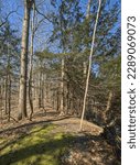 Small photo of A path through a Carolinian forest during springtime. Sherkston, Port Colborne, Ontario, Canada, April 10th, 2023