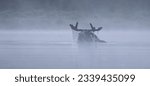 Small photo of This large Bull Moose was coming out of the water at the end of a large, misty pond in the early morning hours. First Roach Pond, Kokadjo, Maine, USA, July 8th, 2023