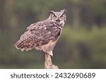 Small photo of Close-up view of a talkative perched Great Horned Owl. Canadian Raptor Conservancy. Vittoria, Ontario, Canada, February 22nd, 2024