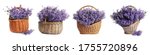 Set Of Fresh Lavender Flowers...