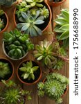 Many Different Echeverias On...
