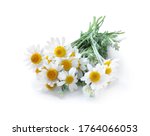 beautiful fresh chamomile... | Shutterstock . vector #1764066053