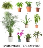 set of different houseplants in ... | Shutterstock . vector #1784291900