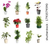 set of different houseplants in ... | Shutterstock . vector #1793579590