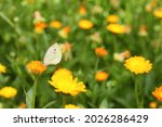 Beautiful White Butterfly On...